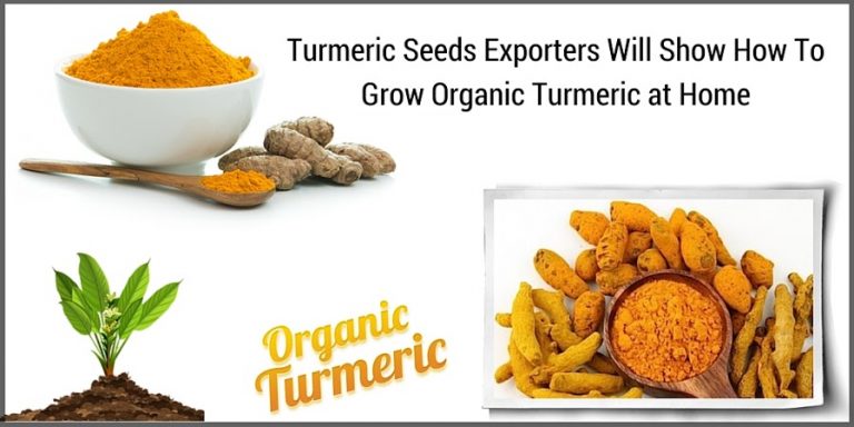 Turmeric Seeds Exporters Will Show How To Grow Organic Turmeric at Home