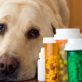 Love The Animals And Make Way For Their Good Health – Veterinary Drugs Manufacturers